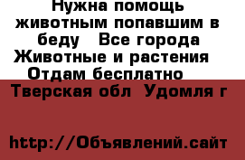 Нужна помощь животным попавшим в беду - Все города Животные и растения » Отдам бесплатно   . Тверская обл.,Удомля г.